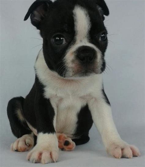 boston terrier puppies minneapolis|boston terrier adoption mn.